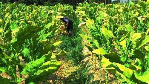 南雄人家的孩子，要活成一棵黃煙