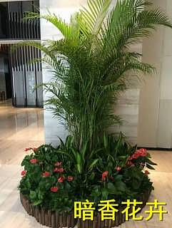 杭州綠化新風尚 植物、花卉租賃引領環保與美觀生活